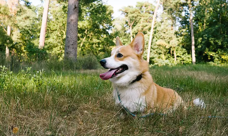 A corgi in a field