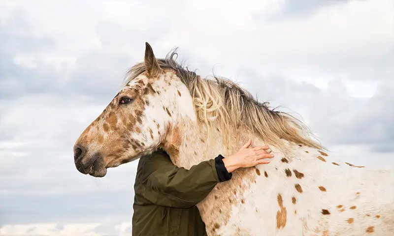 A person with a horse A person with a horse