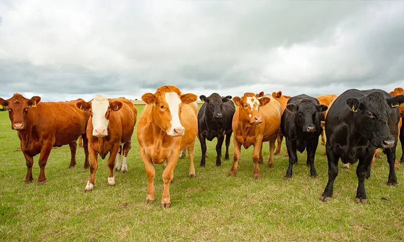 Cows in a field Cows in a field