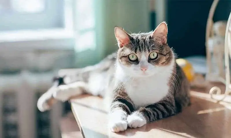 A cat on a desk A cat on a desk