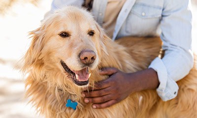 Smiling dog Smiling dog
