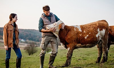 Man and woman with cow Man and woman with cow