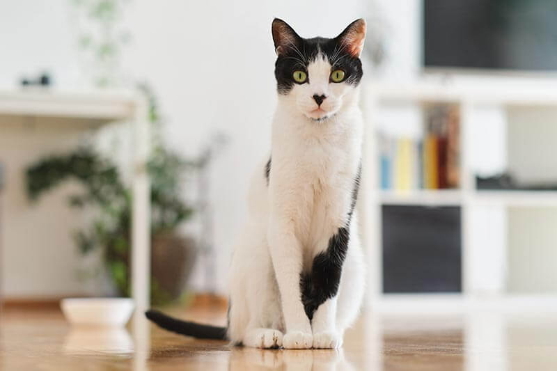 A cat sitting A cat sitting