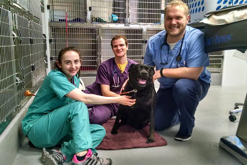 Some of our vet friends Some of our vet friends