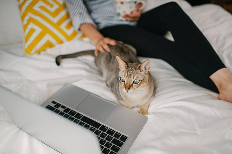 A cat with a laptop A cat with a laptop