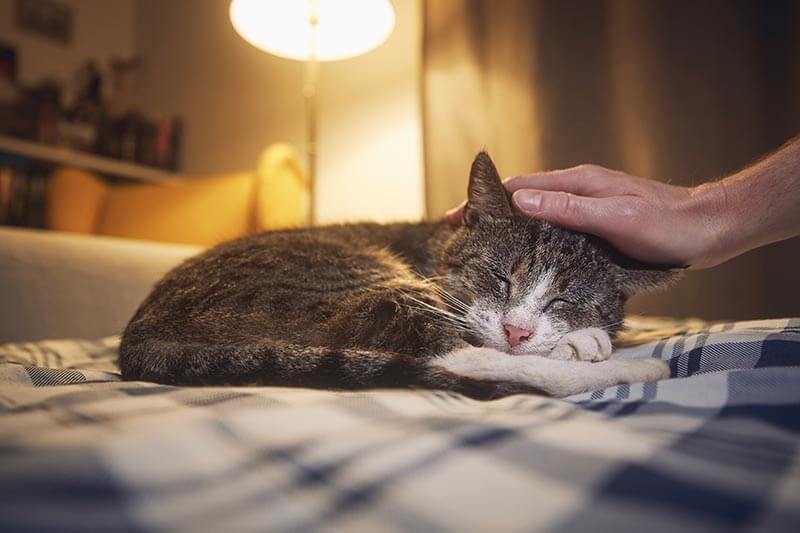 A beloved cat A beloved cat