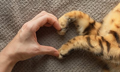 Our History at MVMF Our History at MVMF